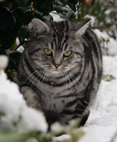 EC Alpha vom Pantoleo