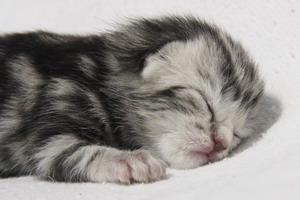 Silver Dila vom Pantoleo