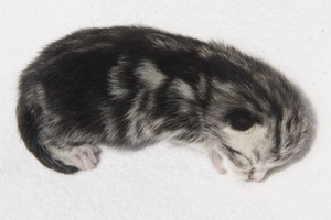 Silver Dila vom Pantoleo