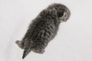 Silver Dougal vom Pantoleo