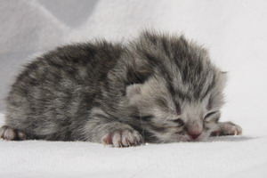 Silver Dougal vom Pantoleo