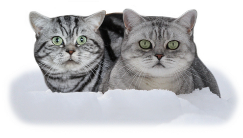 Eltern: D-Wurf vom Pantoleo